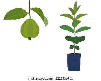 Guava-Samen auf weißem Hintergrund.