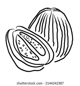 guava simple line sketch with black line style