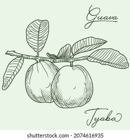 
Guava sketch. Hand drawing of guava, fresh fruits and leaves. Black and white illustration.