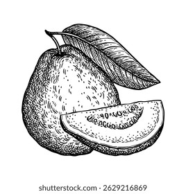 Guayaba y rebanada. Boceto de tinta aislado sobre fondo blanco. Ilustración vectorial dibujada a mano. Estilo retro.