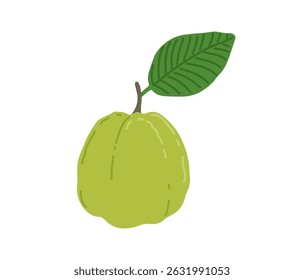 Guava tropical exotic fruit. Vector hand-drawn illustration, isolated on white background.