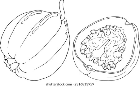 Guava tropical fruit, exotic berry. Vector, hand drawn illustration isolated on white background. Guava Fruits coloring pages.