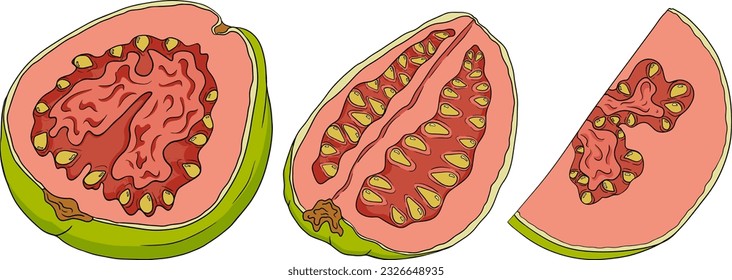 Guava tropical fruit, exotic berry. Vector, hand drawn coloring illustration isolated on white background.