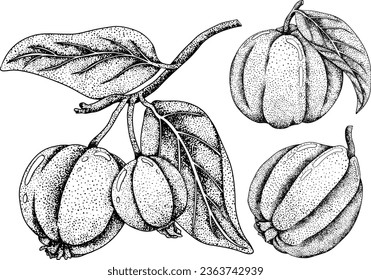 Guava tropical fruit, exotic berry. Vector, hand drawn engraving illustration isolated on white background.