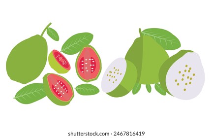 Guava Vector And Illustration Collection. 