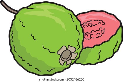 ilustración del vector de guayaba aislada en fondo blanco