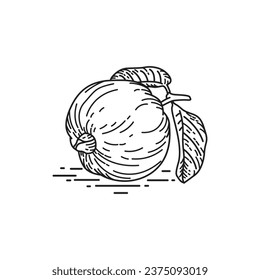 Guava vector illustration line art icon. Isolated on white background.