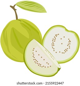 Guava, vector tropical green fruit icon. whole and pieces. The flesh is white, the skin is green, juicy and the aroma of the fruit is sweet and strong. illustration isolated on a background