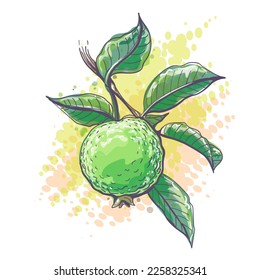 Guava watercolor sketch. Fresh green feijoa sellowiana with leaves, evergreen pineapple brazilian fig guavas guavasteen fruit vector illustration