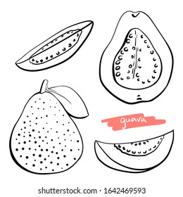 Guava. Whole with leaf, half, slices. Black line sketch collection of tropical fruits isolated on white background. Doodle hand drawn fruit icons. Vector illustration
