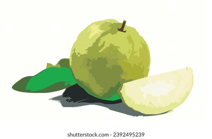 Guavas. Vector illustration fruit. Painting technique. Fresh organic food, on a white background. Vector illustration.