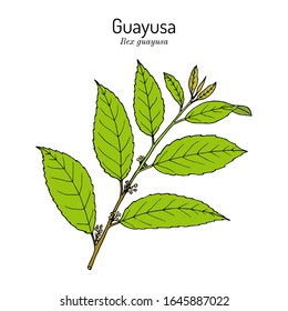 Guayusa (Ilex guayusa), edible and medicinal plant. Hand drawn botanical vector illustration