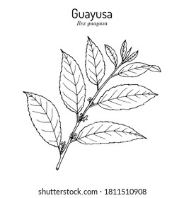 Guayusa (Ilex guayusa), edible and medicinal plant. Hand drawn botanical vector illustration