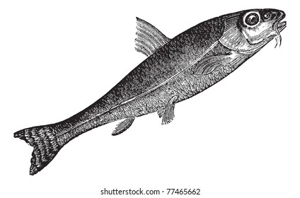 Gudgeon or Gobio gobio, vintage engraving. Old engraved illustration of Gudgeon, isolated on a white background. Trousset Encyclopedia.