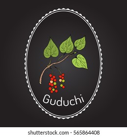 Guduchi (Tinospora cordifolia), ayurvedic medicinal plant. Hand drawn botanical vector illustration