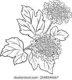 Guelder Rose Branch Colored Outline Illustration.