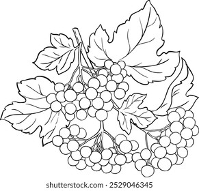 Guelder Rose Branch Outline Illustration