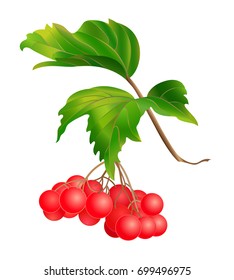 Guelder rose isolated on white. The branch of viburnum with two leaves. 