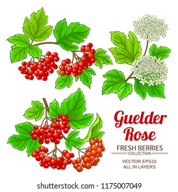 guelder rose plant
