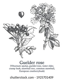 Guelder rose. Vector hand drawn plant. Vintage medicinal plant sketch.