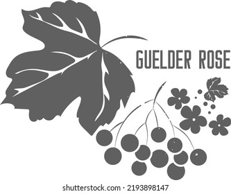 Guelder rose viburnum opulus vector silhouette. Branch with leaves medicinal herbal. Guelder rose branch with flowers and fruits silhouette for pharmaceuticals and cosmetology.