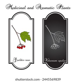 Guelder-rose (Viburnum opulus), edible and medicinal plant. Hand drawn botanical vector illustration