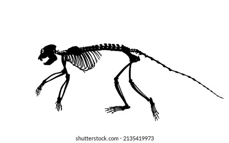 Guereza Colobus monkey skeleton vector silhouette illustration isolated on white background. Primate fossil symbol in museum of science and biology. Shape monkey skeleton shadow.