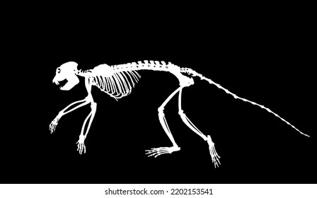 Guereza Colobus monkey skeleton vector silhouette illustration isolated on black background. Primate fossil symbol in museum of science and biology.