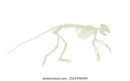 Guereza Colobus monkey skeleton vector silhouette illustration isolated on white background. Primate fossil symbol in museum of science and biology. Shape monkey skeleton shadow.