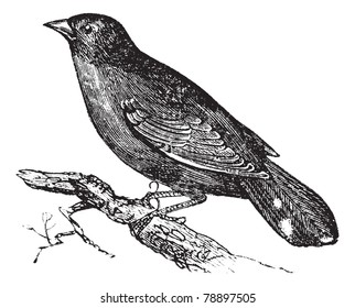 Guianan Red-Cotinga or Phoenicircus carnifex, vintage engraving. Old engraved illustration of Guianan Red-Cotinga waiting on a branch. Trousset encyclopedia (1886 - 1891)