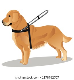 guide dog retriever