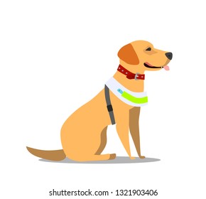 Guide dog, specially trained seeing eye for a blind person, flat cartoon vector illustration isolated on white background. Flat cartoon Labrador guide dog for blind people