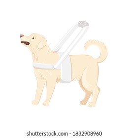 Guide dog wears white harness with long handle vector illustration. Labrador Retriever with white harness isolated on white background.