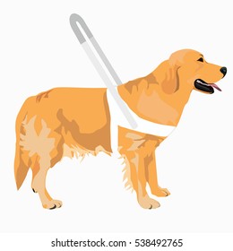 Guide dog wears a white harness with long handle. Golden Retriever with white harness isolated on white background.