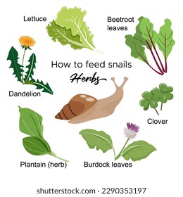 Guide how to feed snails. Herbs that snail can eat. Vector design for pet stores, snail care websites and  products.