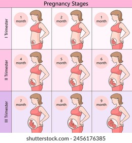 guide month-by-month stages of pregnancy, divided into trimesters, showing fetal development and maternal body changes diagram schematic vector illustration. Medical science educational illustration