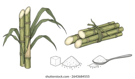 Guia de usos e cultivo da cana-de-açúcar e seus derivados doces