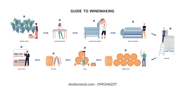 Guide To Winemaking Process - From Ripening Grapes To Natural Wine.