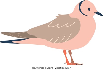 Guillemot arctic bird vector illustration