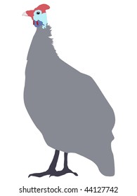 guinea fowl