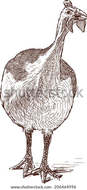 Guinea Fowl Stock Vector (Royalty Free) 206464996