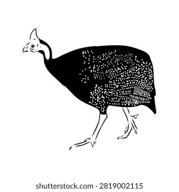 guinea fowl bird, vector sketch