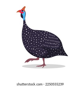 Guinea Fowl Cartoon Flat Illustration walking