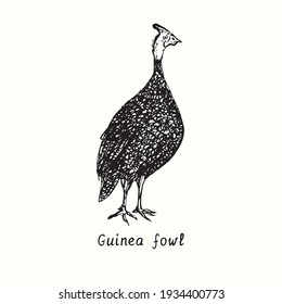 Guinea fowl. Ink black and white doodle drawing in woodcut outline style. Vector illustration