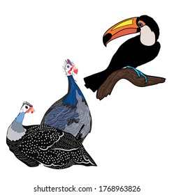 Guinea fowl and toucan vector set birds illustration