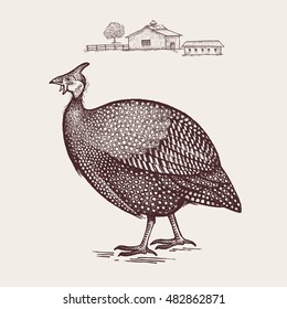 Guinea fowl. Vector.