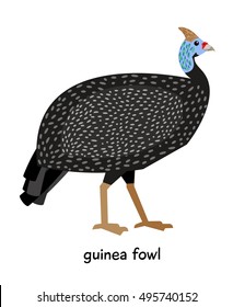 Guinea fowl vector illustration