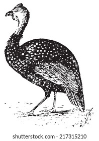 Guinea Fowl, vintage engraved illustration. Dictionary of words and things - Larive and Fleury - 1895.