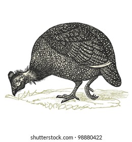 Guinea fowl  - vintage engraved illustration - "Dictionnaire encyclopÃ?Â©dique universel illustrÃ?Â©" By Jules Trousset - 1891 Paris