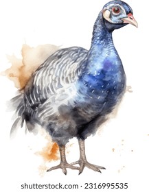 Guinea Fowl watercolor illustration. Hand drawn underwater element design. Artistic vector marine design element. Illustration for greeting cards, printing and other design projects.